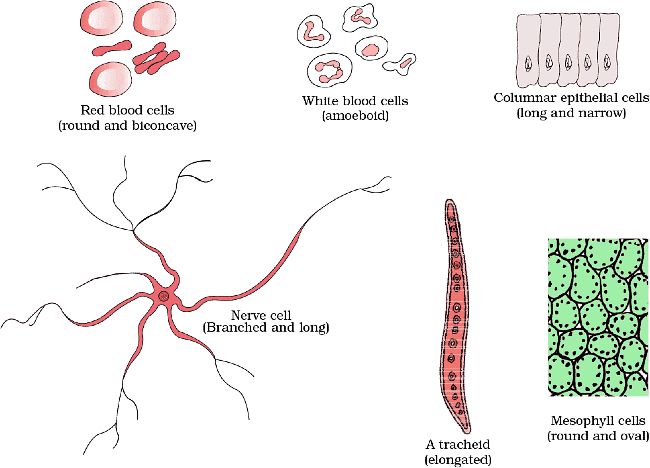 NCERT Summary: Cell: The Unit of Life | Science & Technology for UPSC CSE