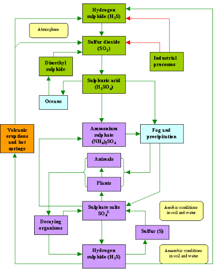 Sulphur Cycle (Sedimentary cycle)