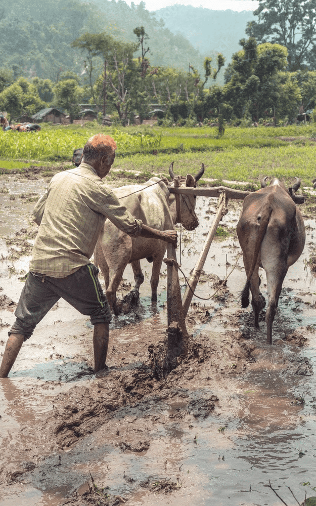 NCERT Summary: Tribals, Dikus and the Vision of a Golden Age (Class 8) | History for UPSC CSE