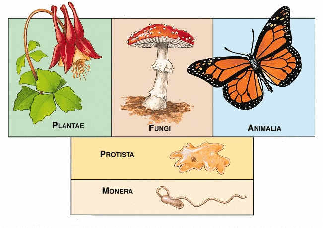 NCERT Summary: Biological Classification | Science & Technology for UPSC CSE
