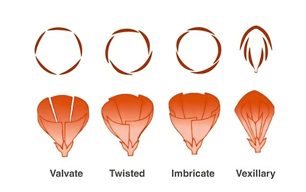 NCERT सारांश: पुष्पीय पौधों की रूपविज्ञान (Morphology) | विज्ञान और प्रौद्योगिकी (Science & Technology) for UPSC CSE