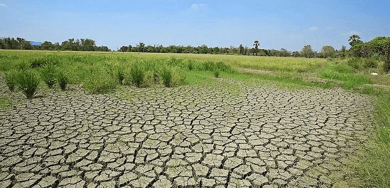 Shankar IAS Summary: Terrestrial Ecosystem- 2 - BPSC (Bihar)