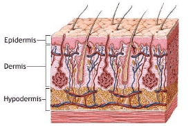 Animal Tissue, Skeletal System | Science & Technology for UPSC CSE