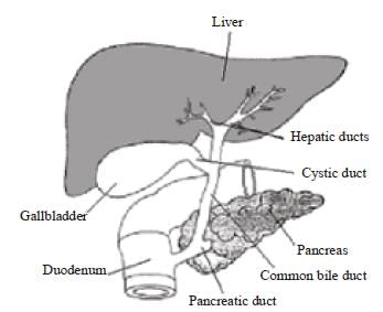 NCERT Summary: Summary of Biology - 6 | Science & Technology for UPSC CSE