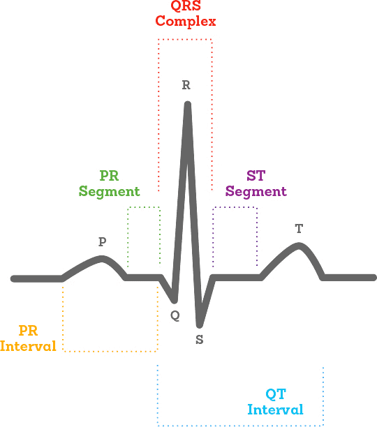 NCERT Summary: Body Fluids & Circulation | Science & Technology for UPSC CSE