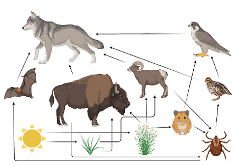 Shankar IAS Summary: Biodiversity- 2 | Famous Books for UPSC Exam (Summary & Tests)