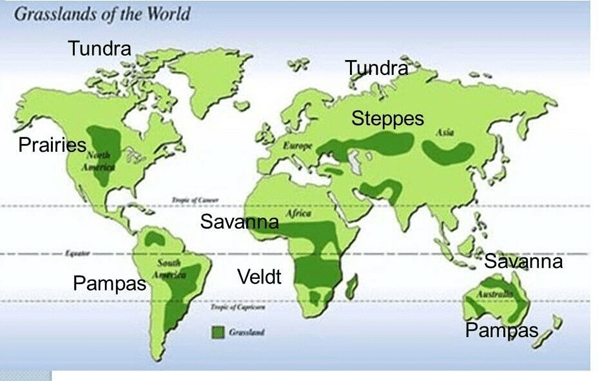 Grasslands of the World | Geography for UPSC CSE