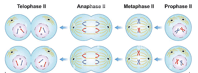 NCERT Summary: Cell Cycle and Cell Division | Science & Technology for UPSC CSE