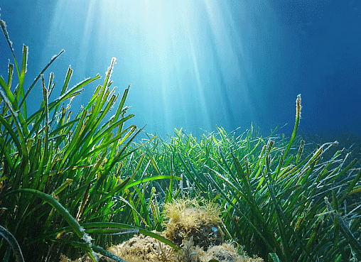 Shankar IAS Summary: Marine Organisms | Famous Books for UPSC Exam (Summary & Tests)