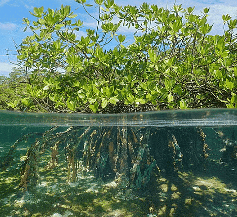 Shankar IAS Summary: Aquatic Ecosystem- 2 | Famous Books for UPSC Exam (Summary & Tests)