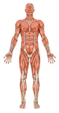 Animal Tissue, Skeletal System | Science & Technology for UPSC CSE