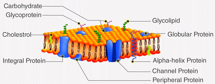 NCERT Summary: Cell: The Unit of Life | Science & Technology for UPSC CSE