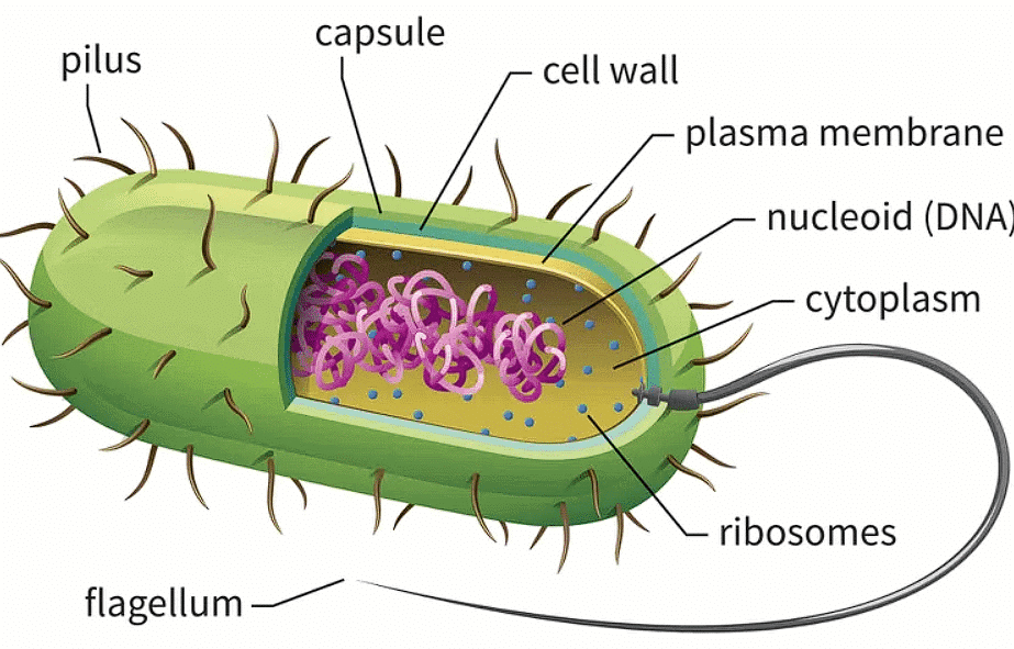 NCERT Summary: Cell: The Unit of Life | Science & Technology for UPSC CSE