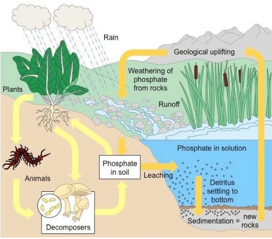 Phosphorus Cycle (Sedimentary cycle)