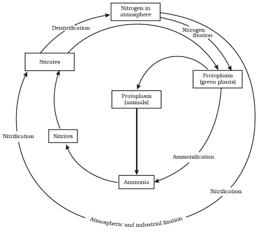 ≫ Nitrogen Cycle (Gaseous Cycle)
