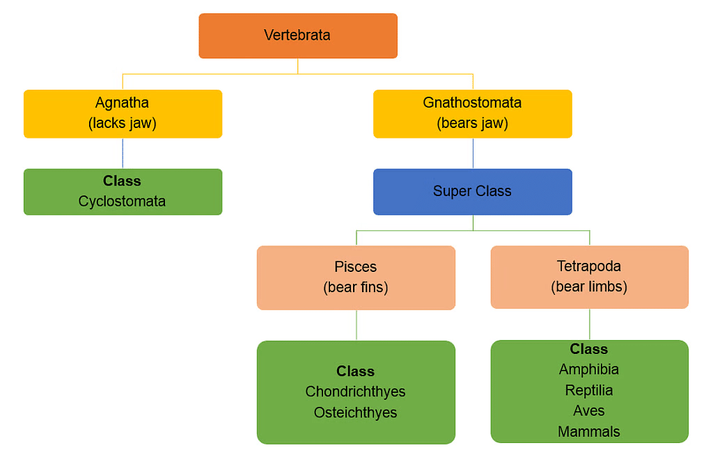 NCERT सारांश: पशु जगत | विज्ञान और प्रौद्योगिकी (Science & Technology) for UPSC CSE