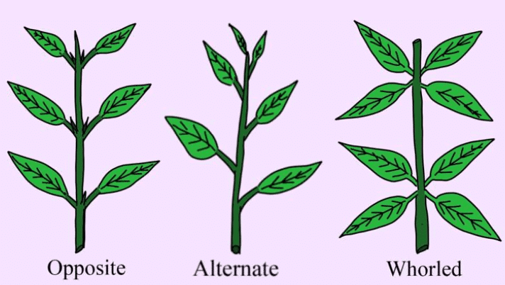 NCERT सारांश: पुष्पीय पौधों की रूपविज्ञान (Morphology) | विज्ञान और प्रौद्योगिकी (Science & Technology) for UPSC CSE