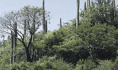 Tropical Thorn Forest