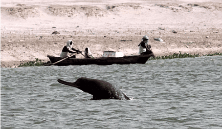 Ganga river dolphin