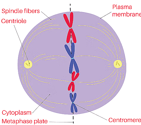 NCERT Summary: Cell Cycle and Cell Division | Science & Technology for UPSC CSE