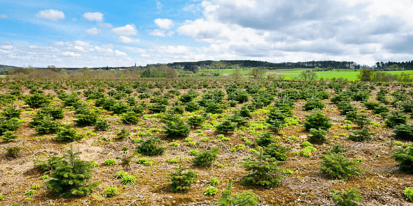Planting trees : Afforestation