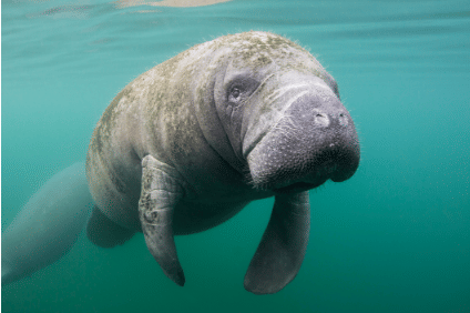 Manatees