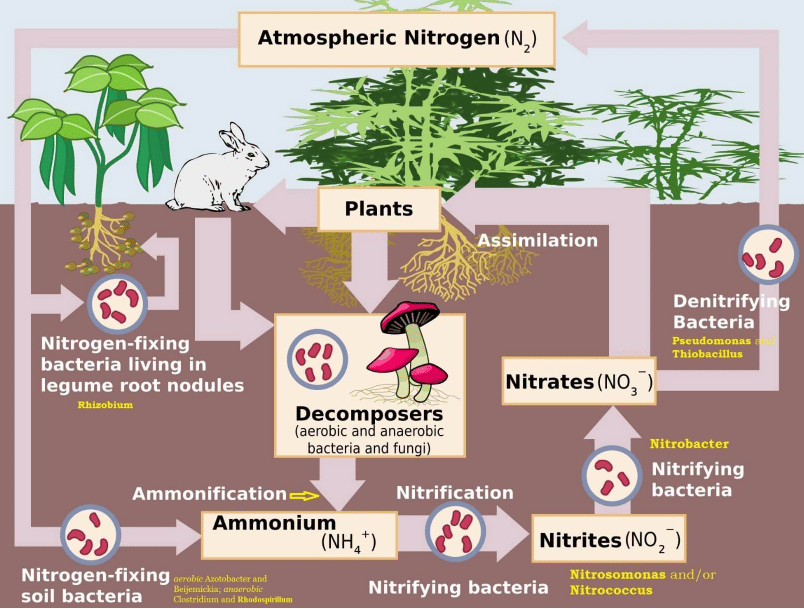 ≫ Nitrogen Cycle (Gaseous Cycle)