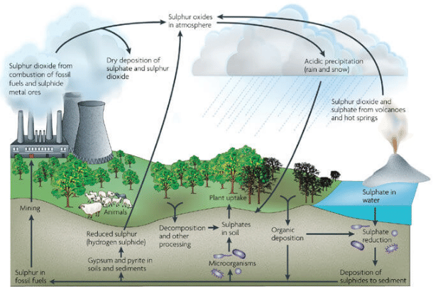 Sulphur Cycle (Sedimentary cycle)
