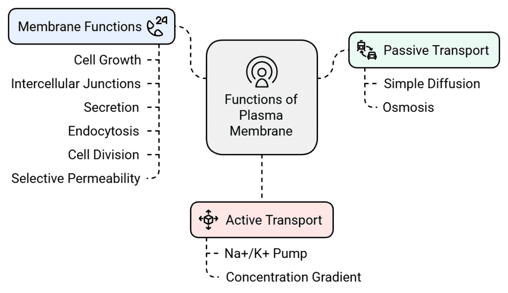 NCERT Summary: Cell: The Unit of Life | Science & Technology for UPSC CSE