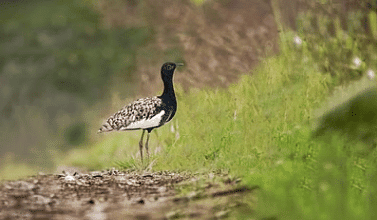 The Bengal Florican
