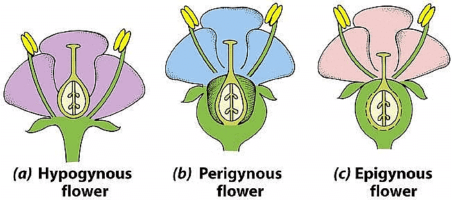 NCERT सारांश: पुष्पीय पौधों की रूपविज्ञान (Morphology) | विज्ञान और प्रौद्योगिकी (Science & Technology) for UPSC CSE