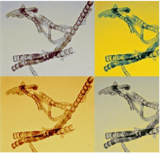 This image shows the bamboo-like structure of nitrogen-doped carbon nanotubes for the treatment of cancer. (Courtesy of Wake Forest and the National Cancer Institute)