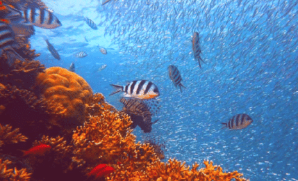Ocean Floor - UPSC