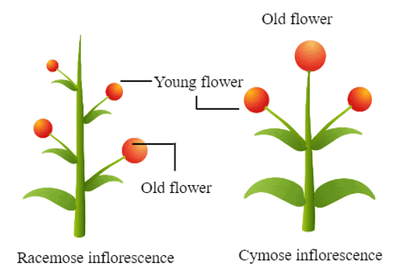 NCERT सारांश: पुष्पीय पौधों की रूपविज्ञान (Morphology) | विज्ञान और प्रौद्योगिकी (Science & Technology) for UPSC CSE