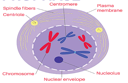 NCERT Summary: Cell Cycle and Cell Division | Science & Technology for UPSC CSE