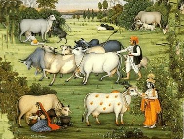 Cattle Rearing