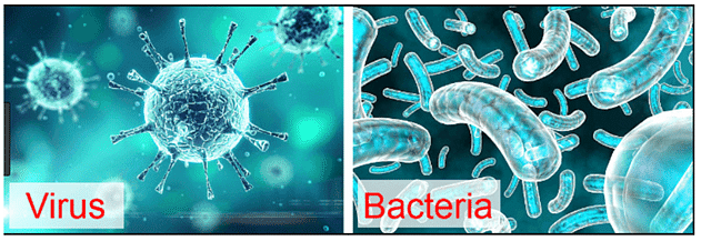 Virus and Bacteria | Science & Technology for UPSC CSE