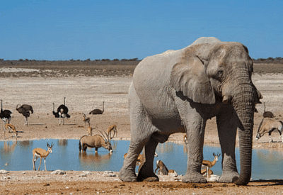 Shankar IAS Summary: Conservation Efforts | Famous Books for UPSC Exam (Summary & Tests)