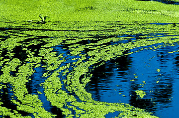 Shankar IAS Summary: Environmental Pollution | Famous Books for UPSC Exam (Summary & Tests)