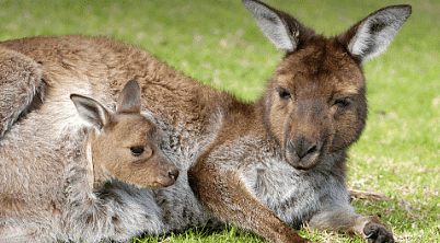 Marsupials