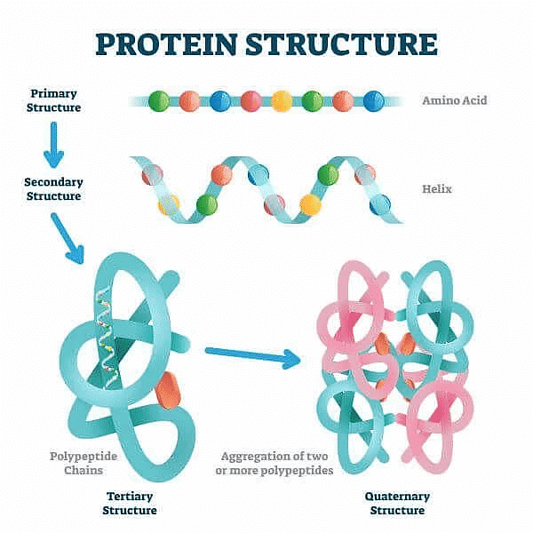 NCERT Summary: Biomolecules | Science & Technology for UPSC CSE
