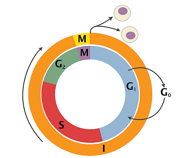 NCERT Summary: Cell Cycle and Cell Division | Science & Technology for UPSC CSE