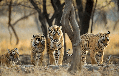 Madhav National Park