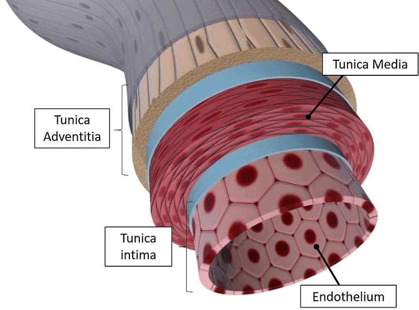NCERT Summary: Body Fluids & Circulation | Science & Technology for UPSC CSE