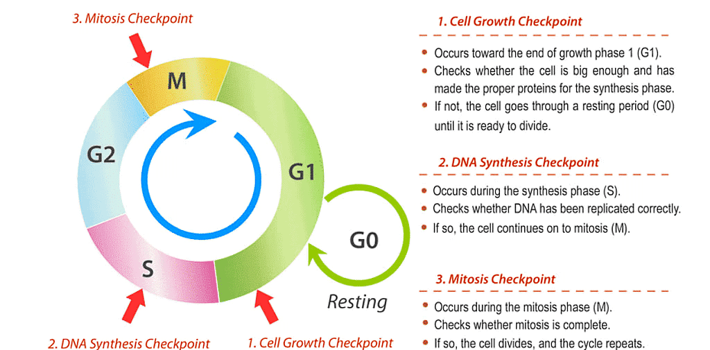 NCERT Summary: Cell Cycle and Cell Division | Science & Technology for UPSC CSE
