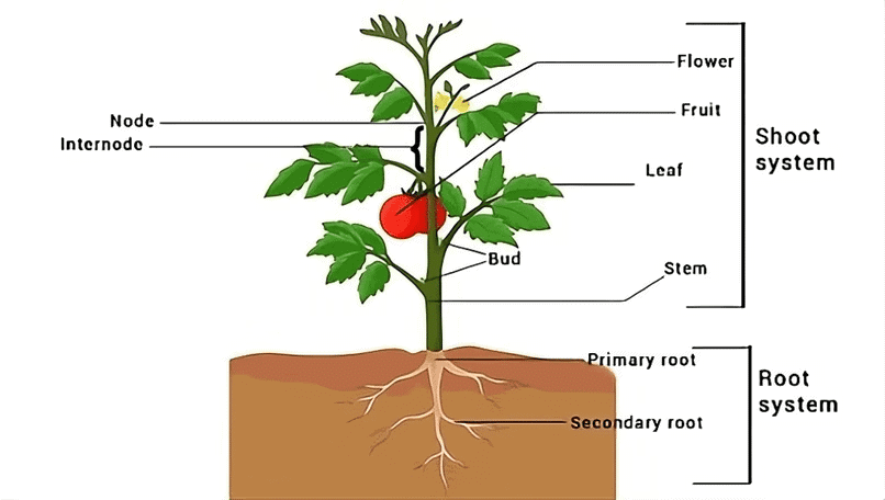 NCERT सारांश: पुष्पीय पौधों की रूपविज्ञान (Morphology) | विज्ञान और प्रौद्योगिकी (Science & Technology) for UPSC CSE