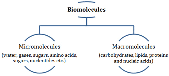NCERT Summary: Biomolecules | Science & Technology for UPSC CSE