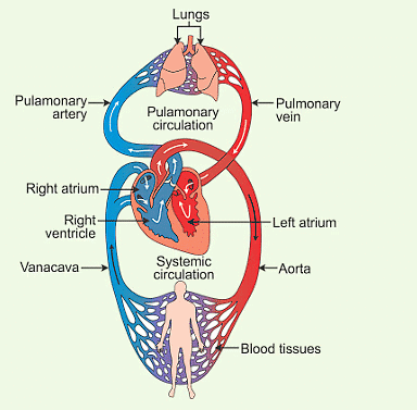NCERT Summary: Body Fluids & Circulation | Science & Technology for UPSC CSE