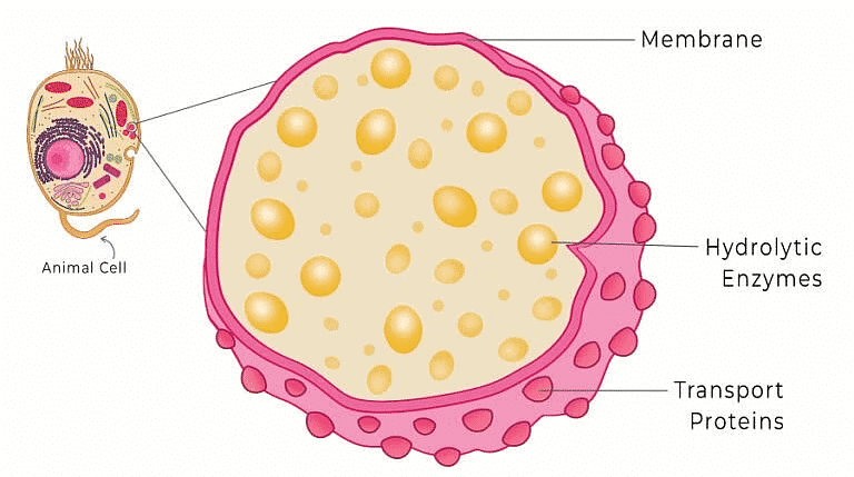 NCERT Summary: Cell: The Unit of Life | Science & Technology for UPSC CSE