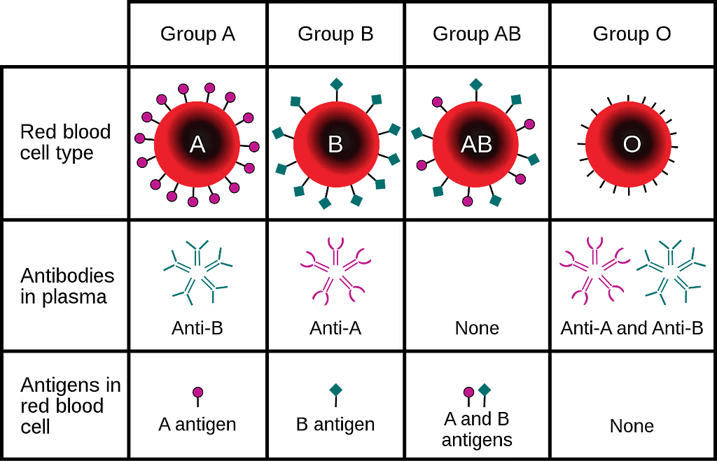 NCERT Summary: Body Fluids & Circulation | Science & Technology for UPSC CSE